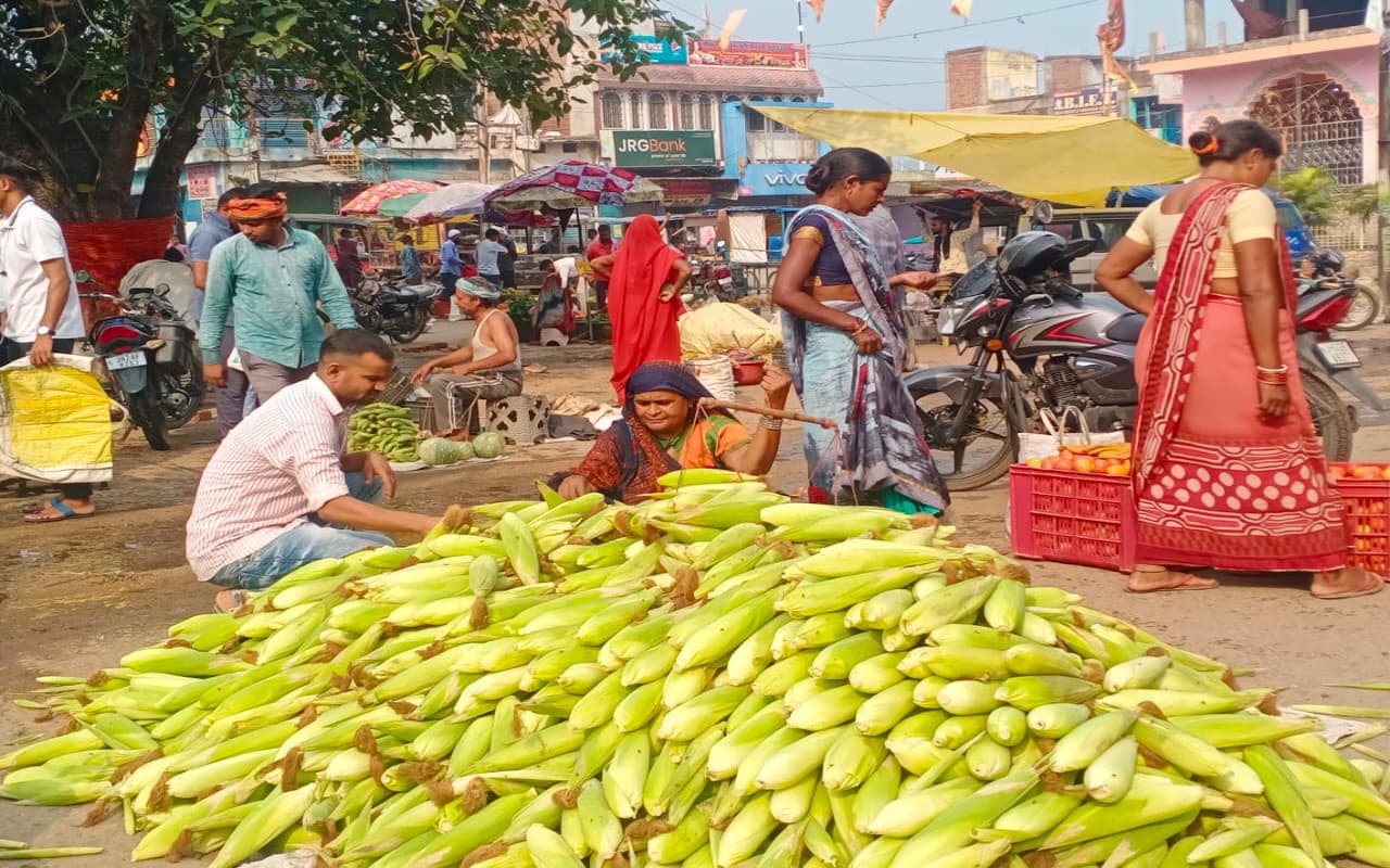 झारखंड : हजारीबाग के बड़कागांव में गरमा मकई उत्पादन से किसानों को हो रहा मुनाफा, जानें कैसे