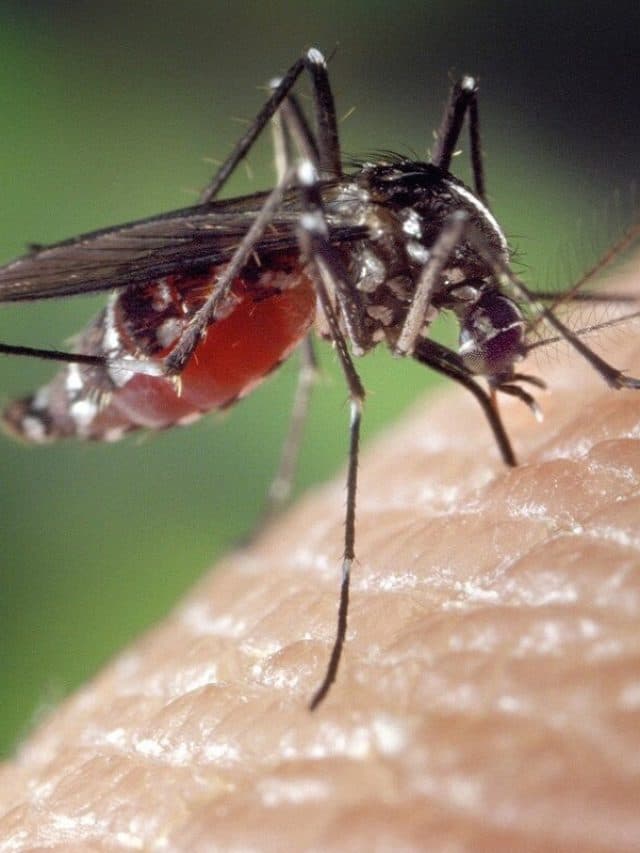 National dengue day 16 मई को, जानें डेंगू के लक्षण और बचाव