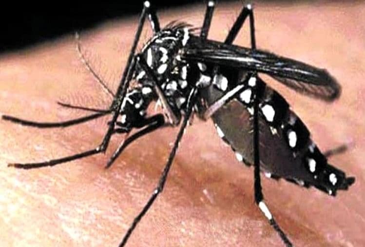 झारखंड में बढ़ रहा डेंगू का प्रकोप, लापरवाह हो रहा स्वास्थ्य विभाग, देखें कुछ जिलों के हाल