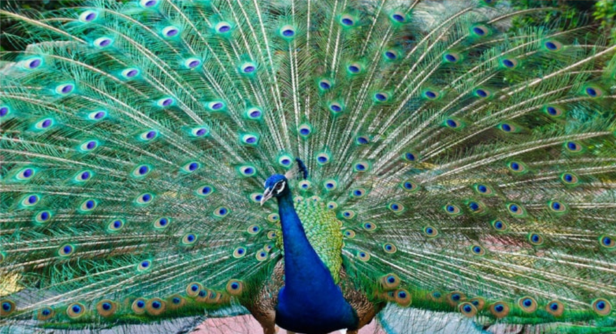 गोपालगंज में बदमाशों ने पंख के लिए मार डाले पांच मोर, जांच में जुटी वन विभाग की टीम