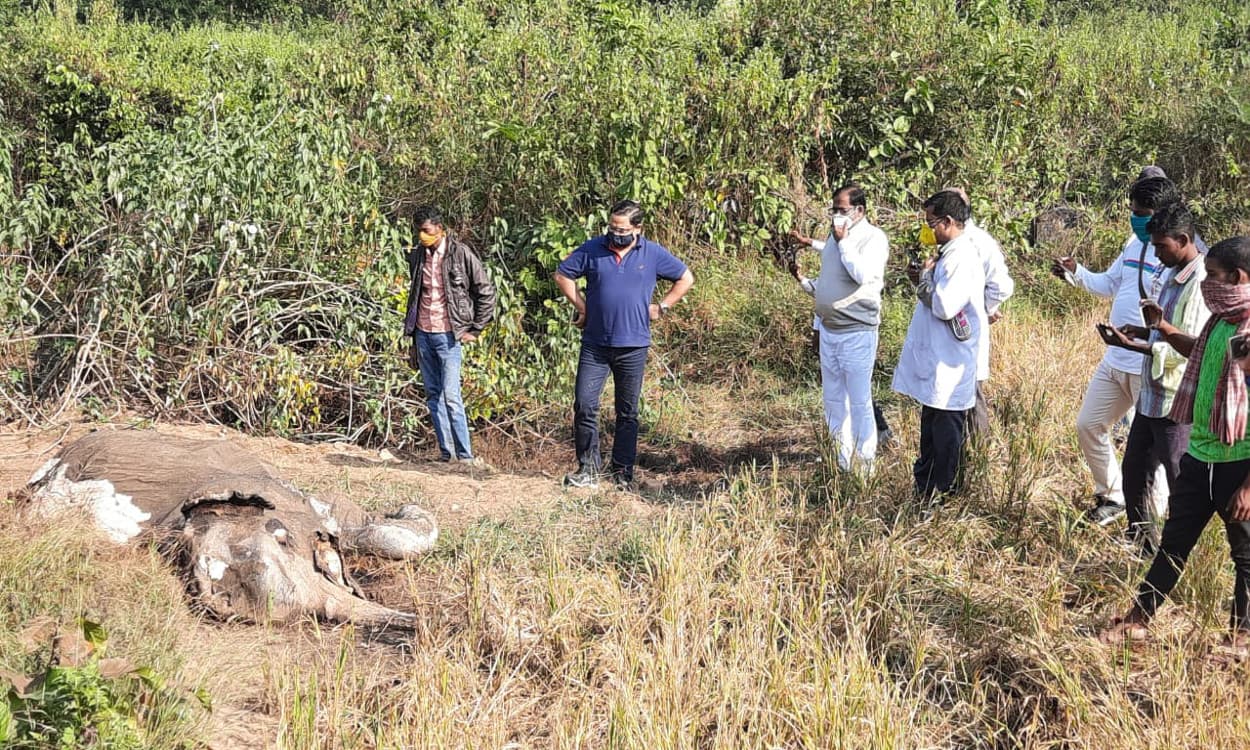 चांडिल के घटवाल जंगल से मिला 25 दिन पुराने हाथी बच्चे का शव, जांच के लिए रांची के फॉरेंसिक लैब भेजा गया सैंपल