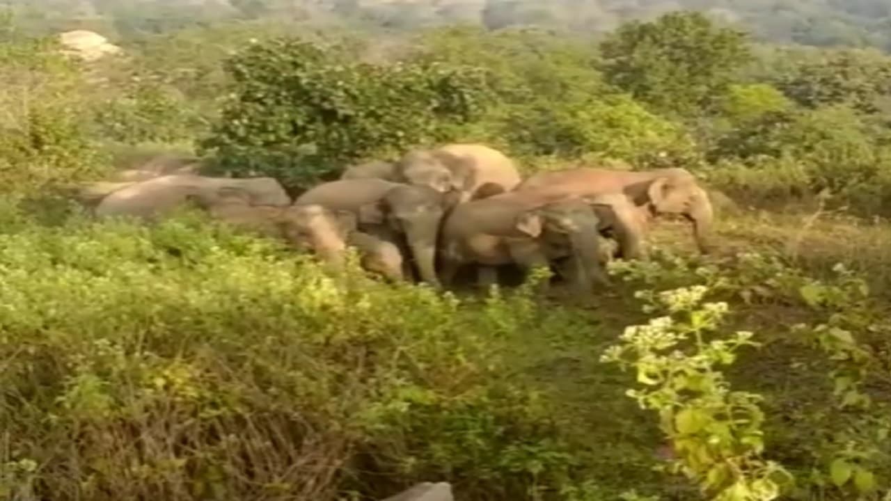 Jharkhand News: सिमडेगा से गुमला के इटाम जंगल पहुंचा 28 हाथियों का झुंड, डीएफओ ने ग्रामीणों से की ये अपील