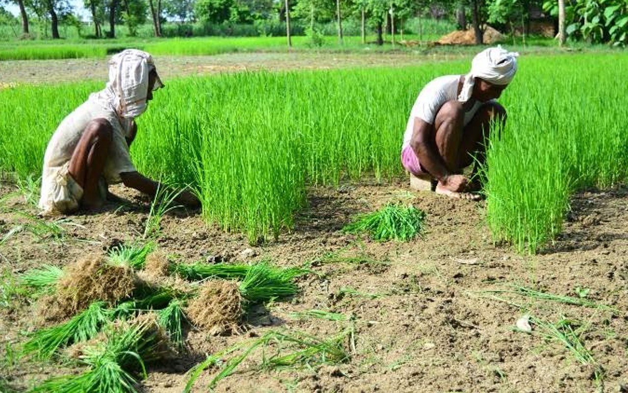 लोहरदगा में अधिकारियों की लापरवाही से धान के किसानों को नहीं मिला समय पर भुगतान