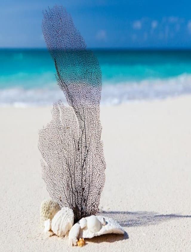 Lakshadweep Travel: लक्षद्वीप की करें सैर, ऐसे बनाएं यहां जाने का प्लान