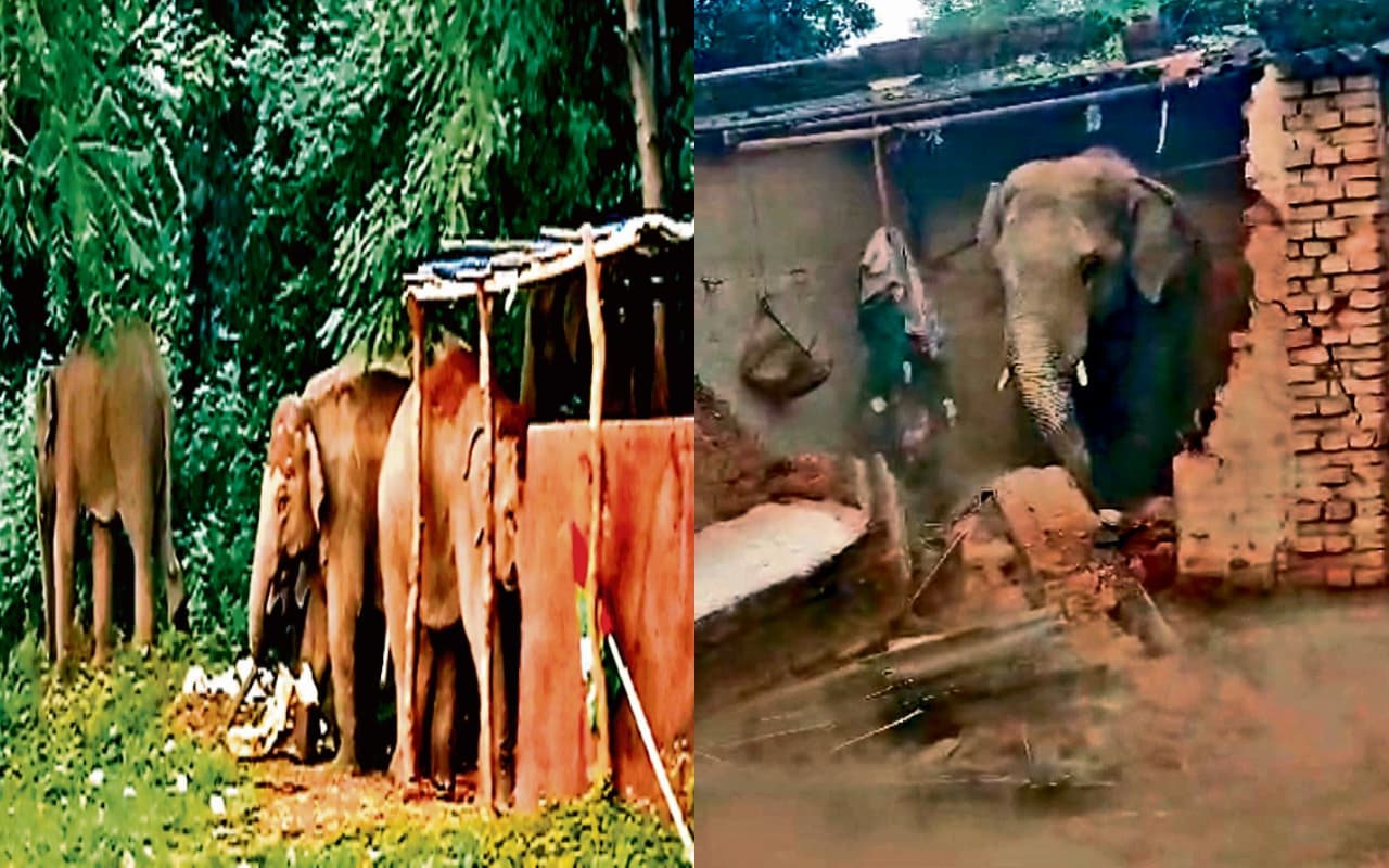 बोकारो थर्मल की सीसीएल कॉलोनी में हाथियों के झुंड ने मचाया उत्पात, कई घरों को तोड़ा, देखें PHOTOS