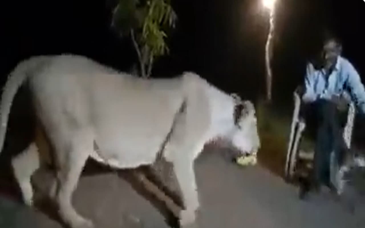 Viral Video: नशे में धुत शख्स ने भूखी शेरनी के सामने किया गजब का स्टंट, मौका पाते ही शेरनी ने मारा…