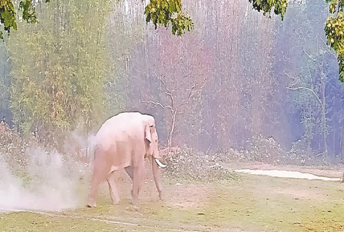 अल्बर्ट एक्का कॉलेज चैनपुर में घुस हाथियों ने मचाया तांडव, परिसर में लगे फसलों को रौंद डाला