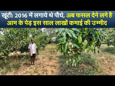 खूंटी : 2016 में लगाये थे पौधे, अब फसल देने लगे हैं आम के पेड़, इस साल लाखों कमाई की उम्मीद