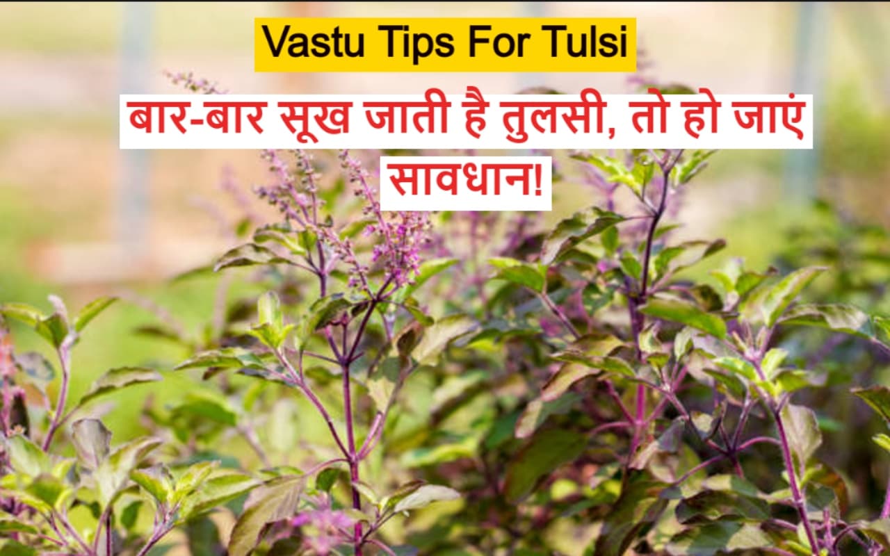 Vastu Tips For Tulsi: बार-बार सूख जाती है तुलसी, तो हो जाएं सावधान, सूखने से बचने के लिए करें ये उपाय..
