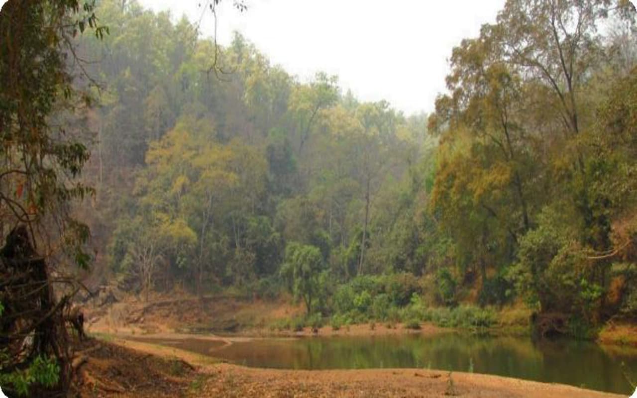 विश्व आदिवासी दिवस : उजड़ते जा रहे हैं राज्य के जंगल- दयामनी बारला