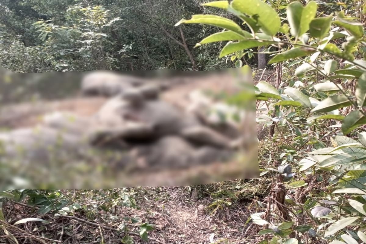 झारखंड : मुसाबनी वन क्षेत्र में 5 हाथियों की मौत, वन विभाग पर लापरवाही का आरोप