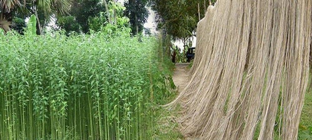 पूर्णिया में साल दर साल कम हो रहा है जूट खेती का रकबा, न आ रही नयी तकनीक, न लग रहे नये उद्योग