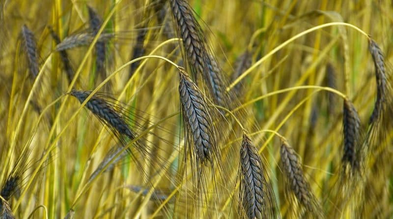 Black Wheat: सीएम नीतीश के गृह जिले में काले गेहूं की खेती, डायबिटीज-कैंसर से बचाव सहित इन बीमारियों में आता है काम