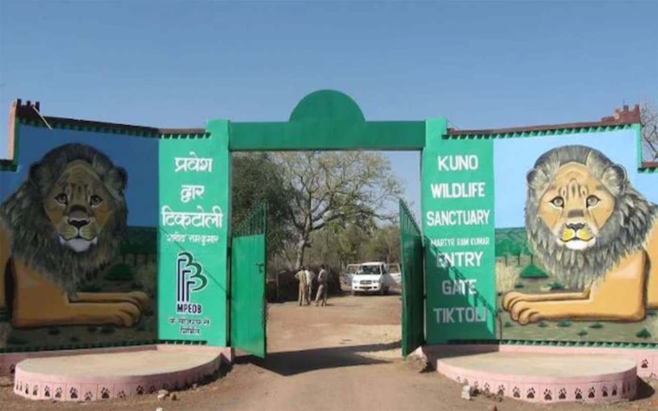 Kuno Tourism को बढ़ावा देने के लिए मध्य प्रदेश ने चीता सफारी शुरू करने की बनाई योजना