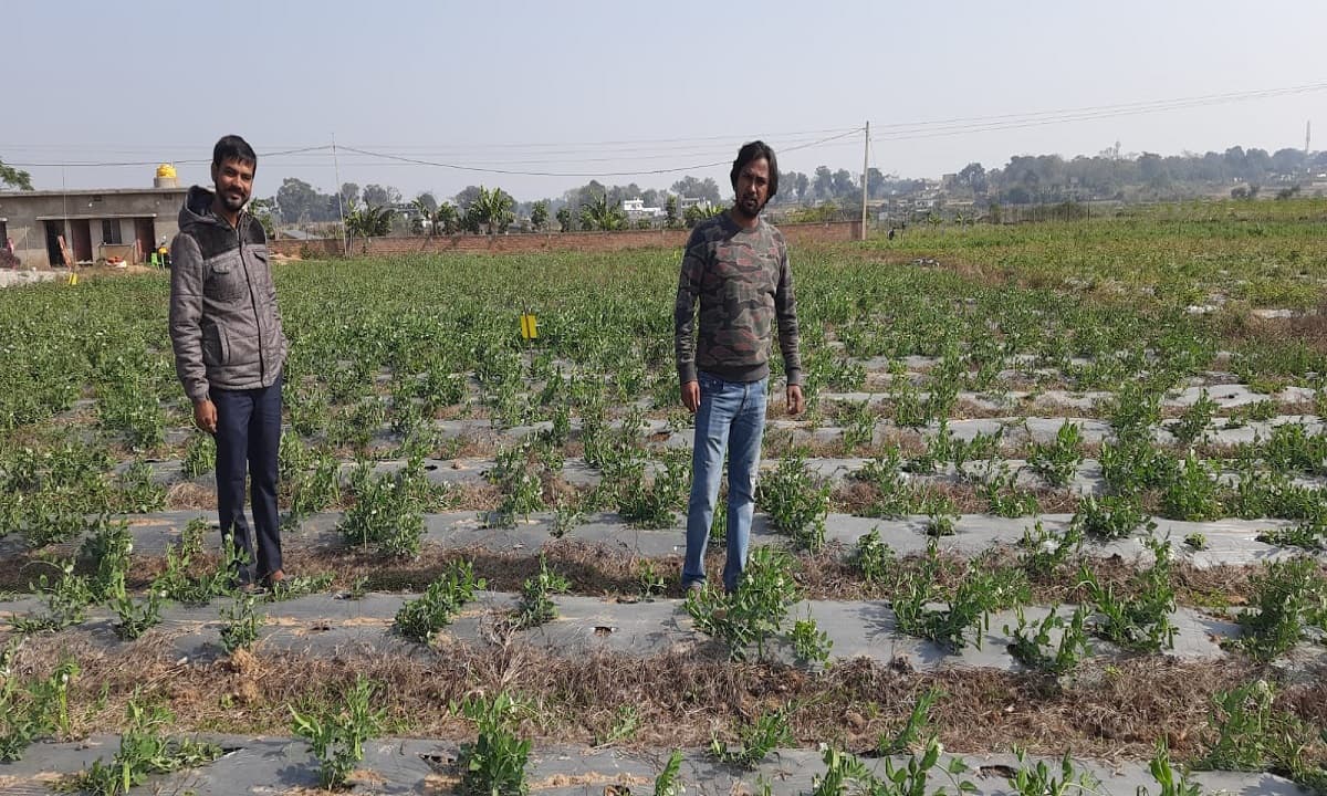 Kisan Diwas 2021: MBA पास तरुण व सरकारी नौकरी कर रहे रविरंजन क्यों कर रहे जैविक खेती, कितना रंग लायी मेहनत