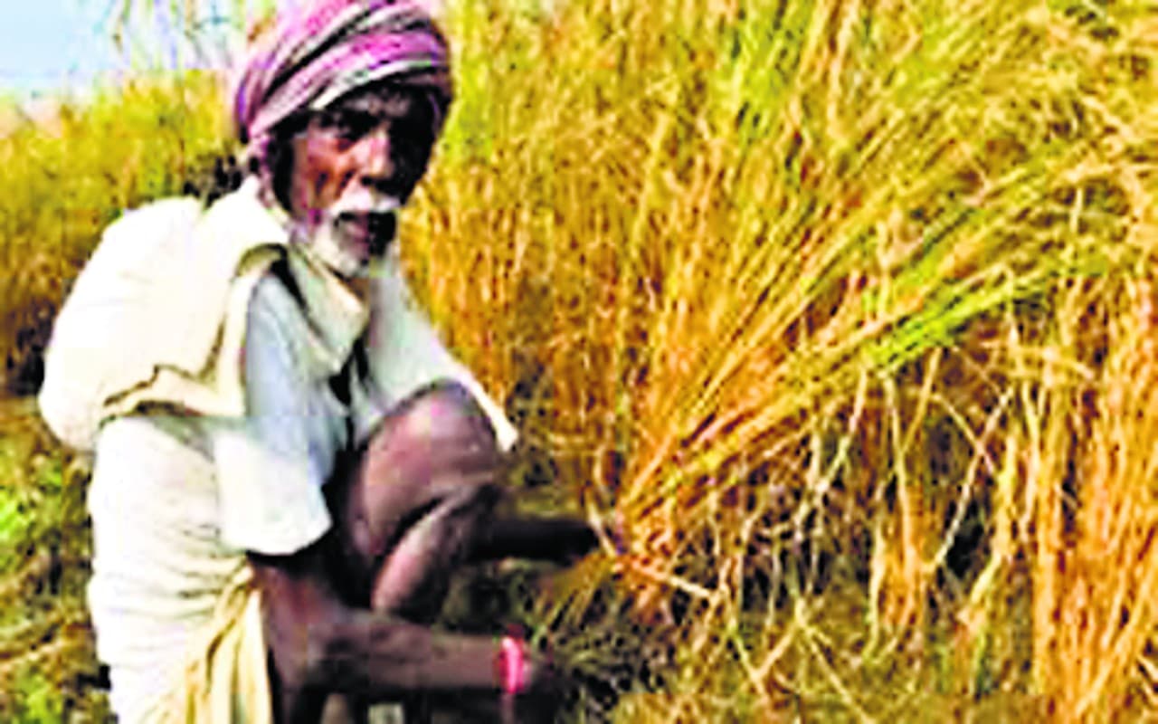 झारखंड के 4.5 लाख किसानों के खाते में PM फसल बीमा का हुआ भुगतान, 4 साल बाद भेजे गये 400 करोड़