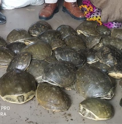 Turtle Smuggling: किशनगंज में गरीब नवाज एक्सप्रेस से 90 कछुआ जब्त, बंगाल में करना था सप्लाई!