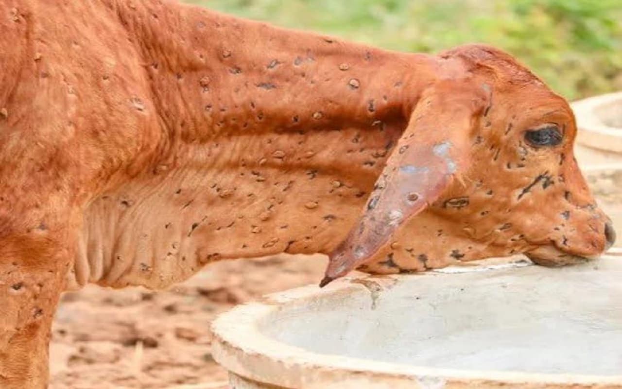 Lumpy Skin Virus : झारखंड में भी पैर पसार रहा लंपी वायरस, पशुओं की मौत से बढ़ गयी है पशुपालकों की चिंता