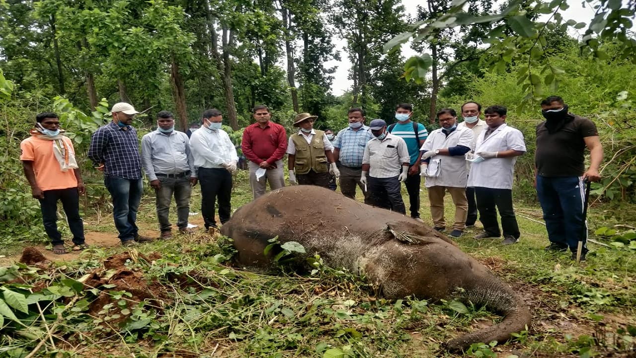 Jharkhand News : झारखंड के जंगल में बीमार हाथी ने तोड़ा दम, काट ले गए दोनों दांत, देखता रह गया वन विभाग