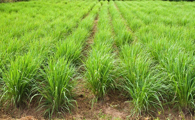 Lemongrass Farming बिहार के किसान बंजर भूमि में अफीम की खेती छोड़ इस पौधे की कर रहे खेती, कमा रहे लाखों रुपये