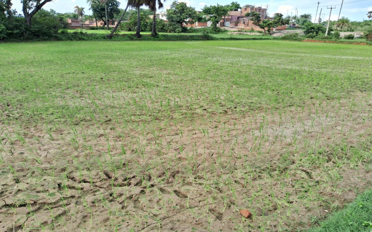 बारिश नहीं होने से देवघर में सूखने लगा धान का बिचड़ा, किसान परेशान