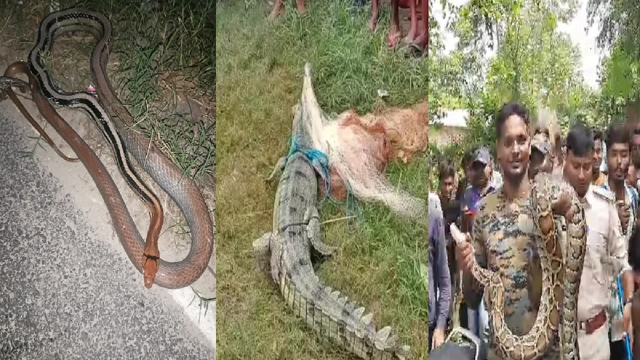 बिहार: जाल में मछली के बदले फंस रहे अजगर और मगरमच्छ, पेड़ पर लटके मिल रहे विशालकाय सांप…