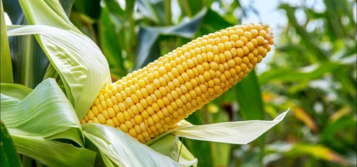 लॉकडाउन : बिचौलियों ने बढ़ायी मक्का किसानों की मुसीबत, एक हजार से नीचे गिरा मक्का का भाव