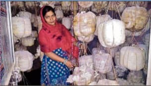 सिलिगुड़ी से स्पर्म मंगा मशरूम की खेती में आत्मनिर्भर बनी कोइलवर की सुरभि, जानें कैसे शामिल हुई बड़े उत्पादकों में नाम