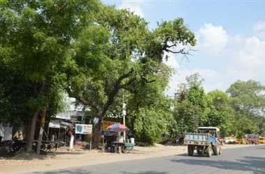 नीम के पेड़ से निकल रहा सफेद झाग, चमत्कार समझ लोग ने शुरू की पूजा-अर्चना