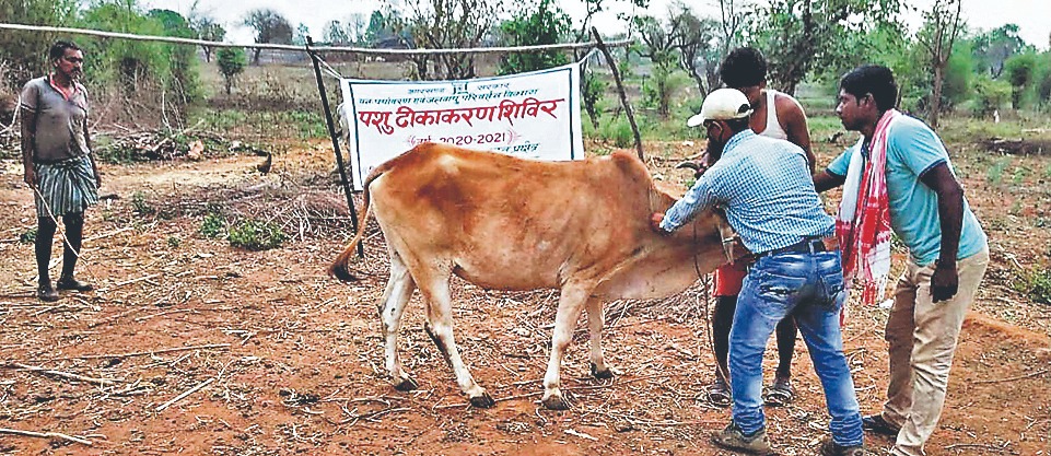बेतला नेशनल पार्क में तीन बायसन की मौत के बाद संक्रमण रोकने के लिए मवेशियों का किया जा रहा टीकाकरण