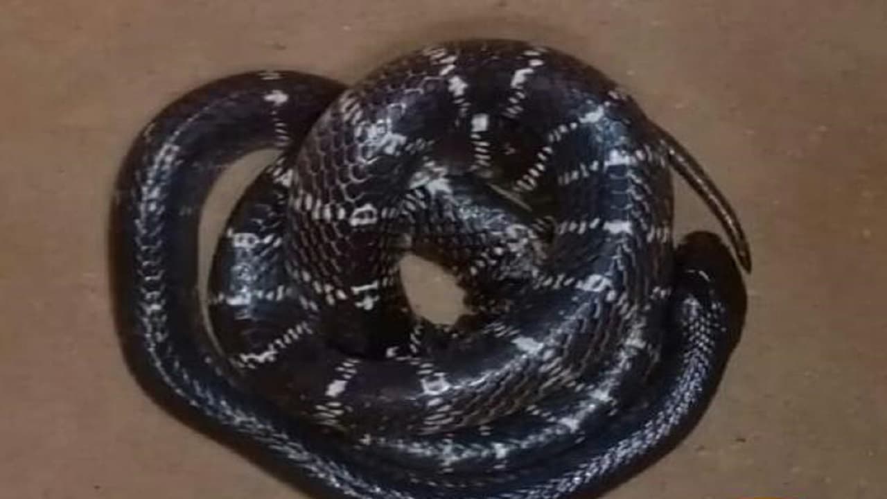 UP के औरैया में महिला को सांप ने काटा, बोरे में सांप को बांधकर अस्पताल पहुंच गए परिजन, सबके उड़ गए होश
