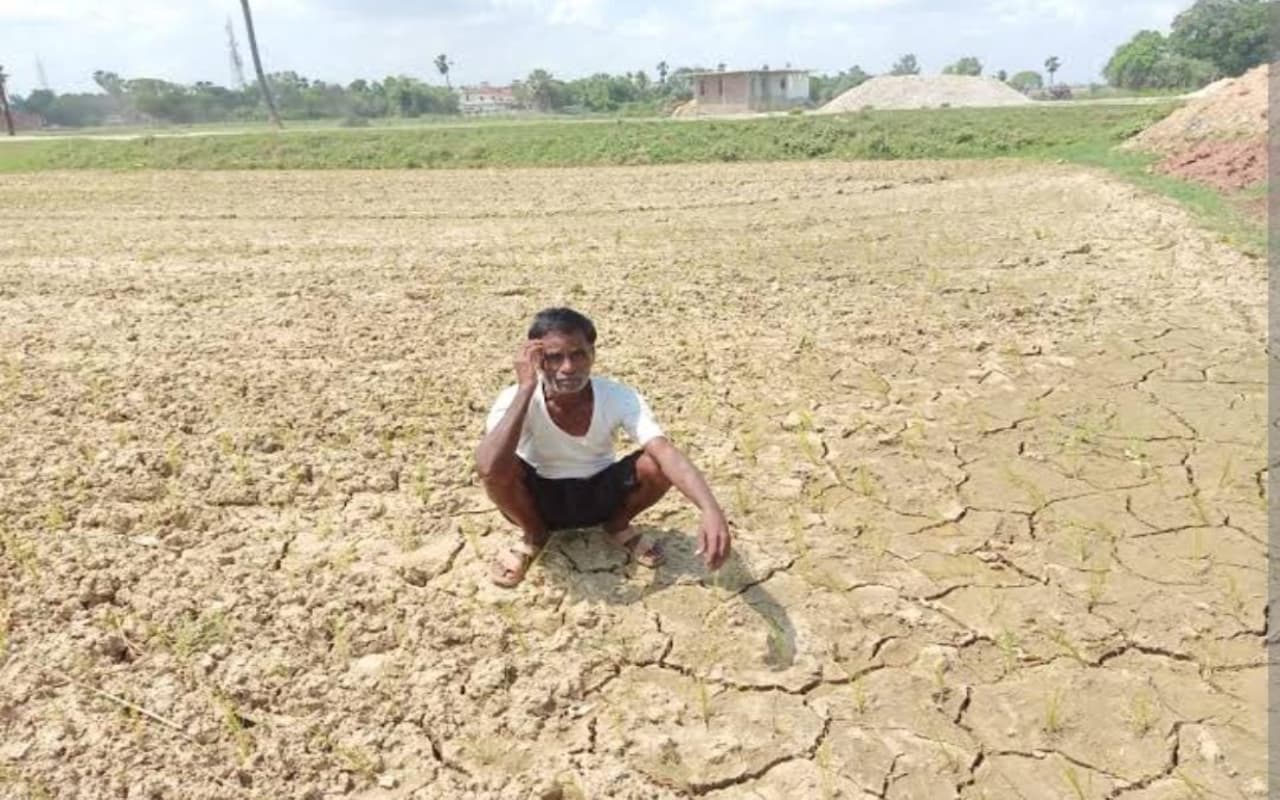 जमशेदपुर के किसानों को अच्छी बारिश का इंतजार, कड़ी धूप में सूखती जा रही है फसलें