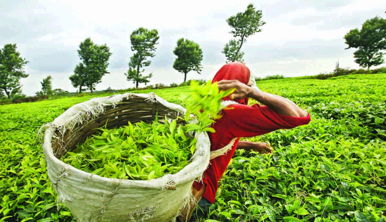 असम और पश्चिम बंगाल के चाय उद्योग को मार्च से मई तक 2,100 करोड़ रुपये का नुकसान के आसार
