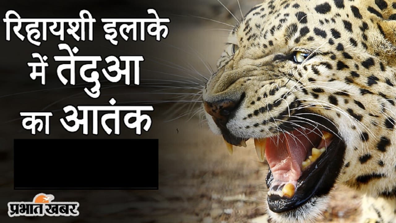 Bihar News: घर के सामने चर रही बकरियों पर तेंदुआ का हमला, शिकार करते देख चिल्लाया पशुपालक, और फिर…
