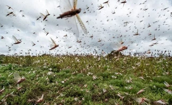 बिहार : रोहतास और बक्सर पहुंचा टिड्डियों का दल