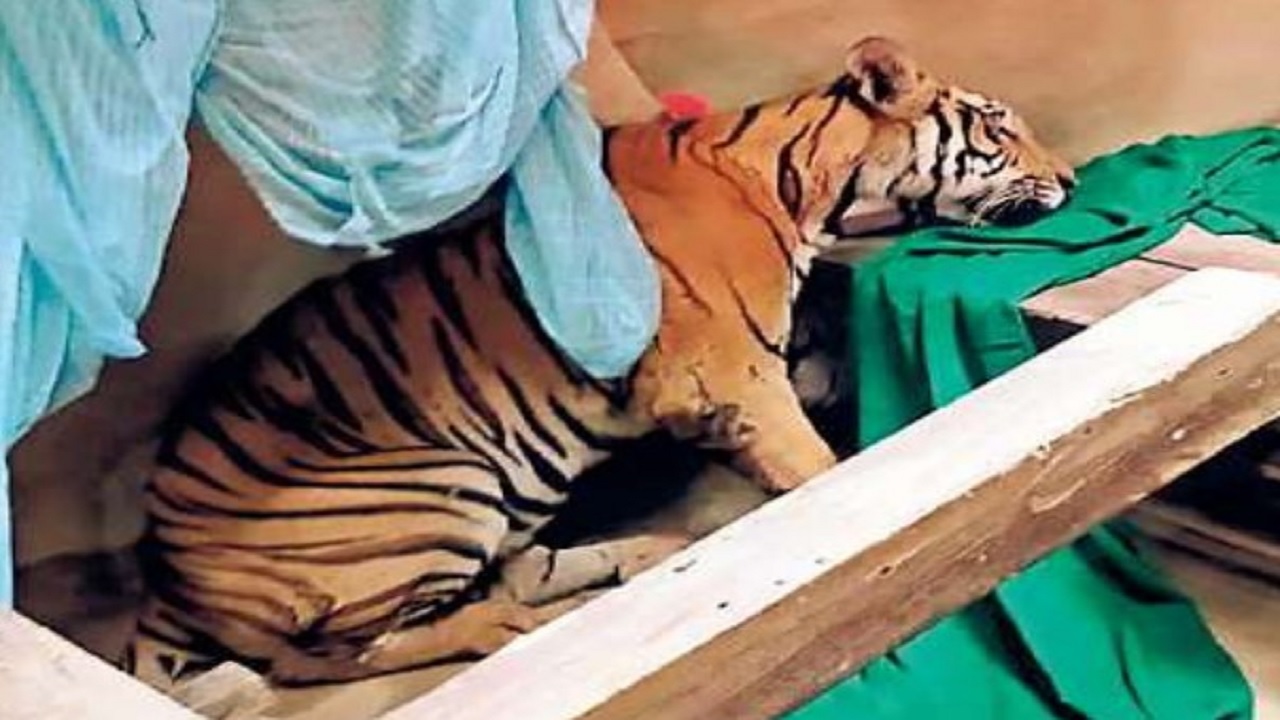 बिहार: चंपारण में घर में घुसा बाघ, दो घंटे तक दो बच्चियों के साथ ही कमरे में रहा, जानिए क्या हुआ अंजाम…