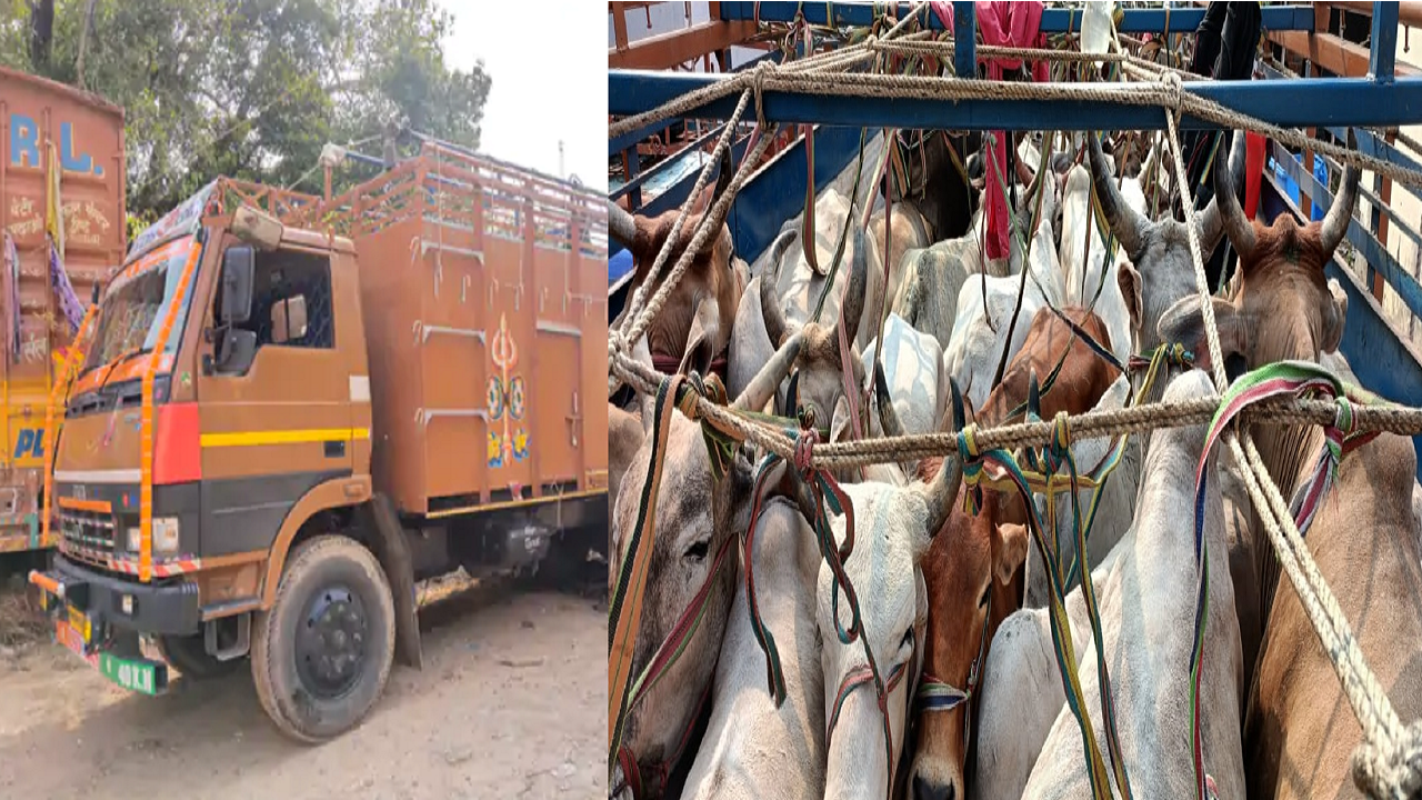 बिहार: बजरंग दल के सदस्यों ने मवेशियों से भरे एक ट्रक को पकड़ा, दो तस्कर को किया पुलिस के हवाले