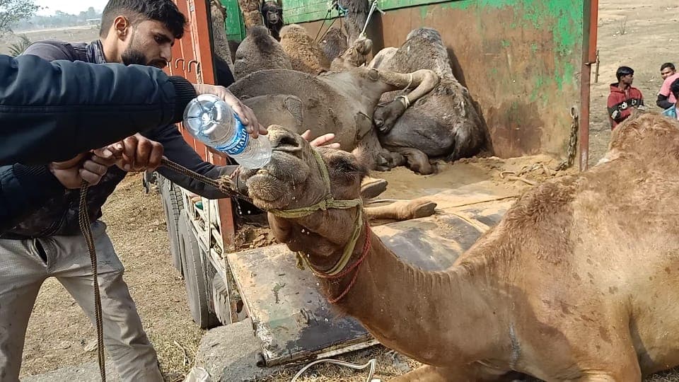 Camel Smuggling News Update : ऊंट ले जाने वाले ट्रक चालक को चेकिंग से बचने के लिए दिये जाते हैं डेढ़ से दो लाख, सीमा पार भेजने के लिए कुछ ऐसा रहता है तस्करों की सेटिंग