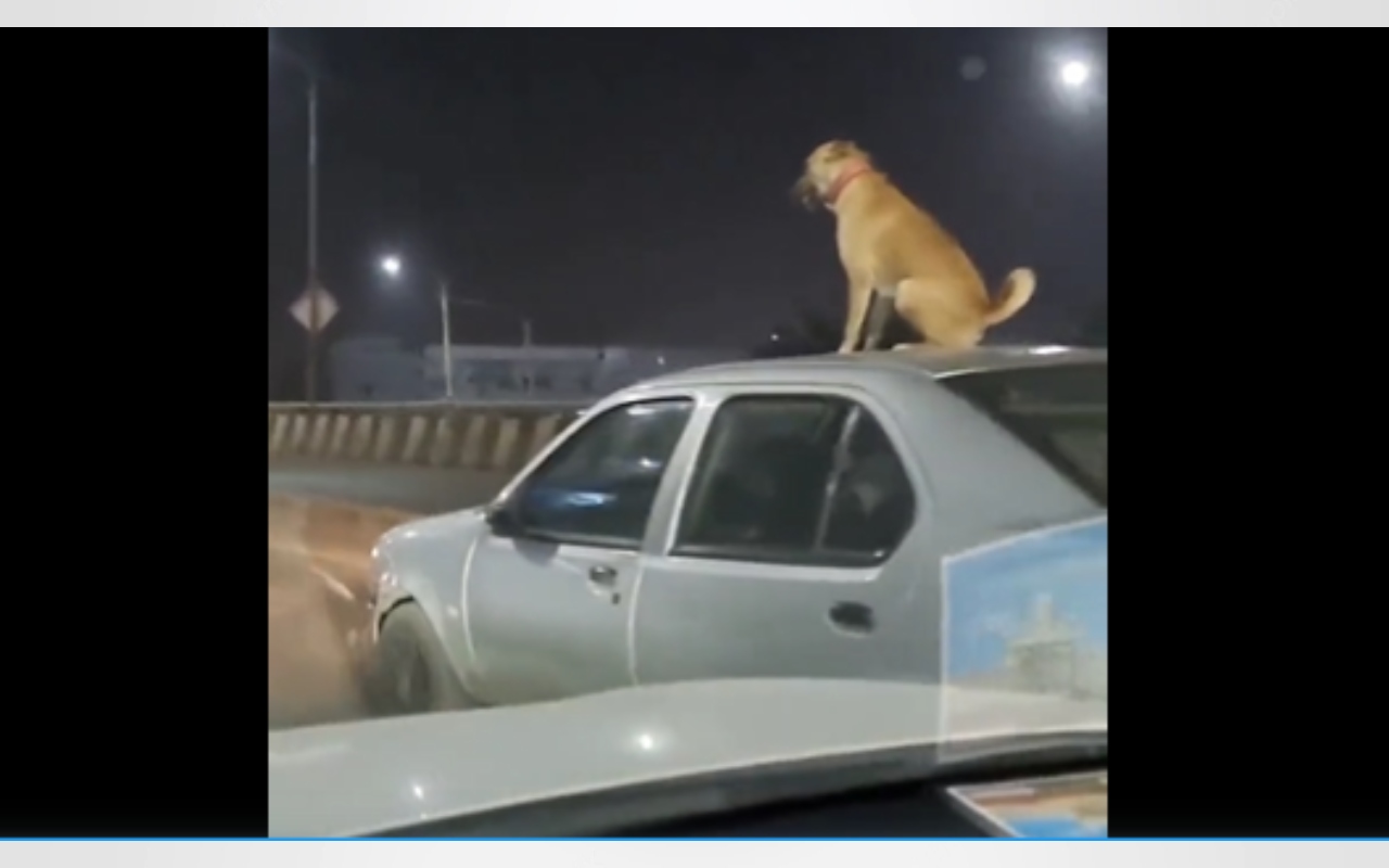 Viral Video: चलती कार की छत पर बैठे dog का वीडियो वायरल, देखें