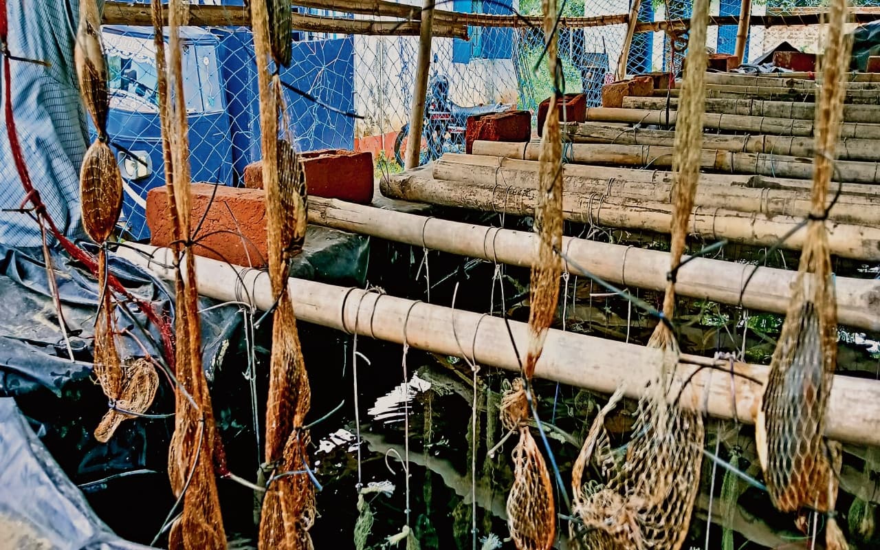 मोतियों की खेती से बदलेगी धनबाद के किसानों की किस्मत, 14 महीने में होता है तैयार