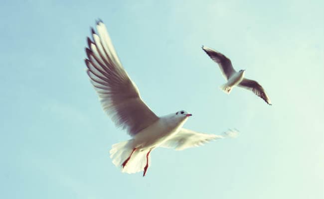 दिल्ली में डेंगू के बाद बर्ड फ्लू का खतरा, दिल्ली सरकार अलर्ट