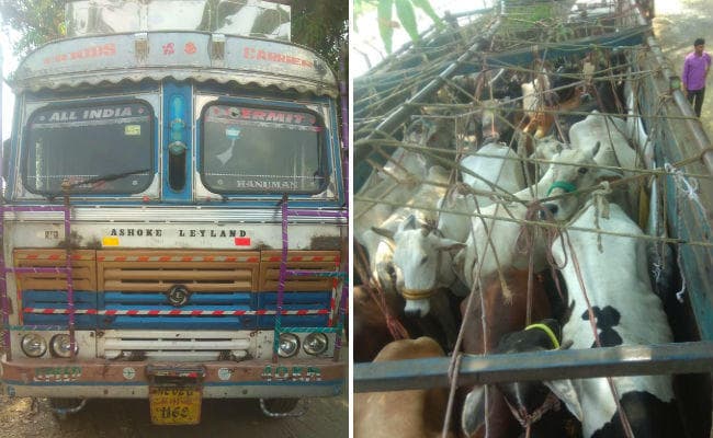 अवैध पशु तस्करी का कार्य बदस्तूर जारी, बरकट्ठा व गोरहर पुलिस ने जब्त किये तीन ट्रकों में लदे 82 गाय