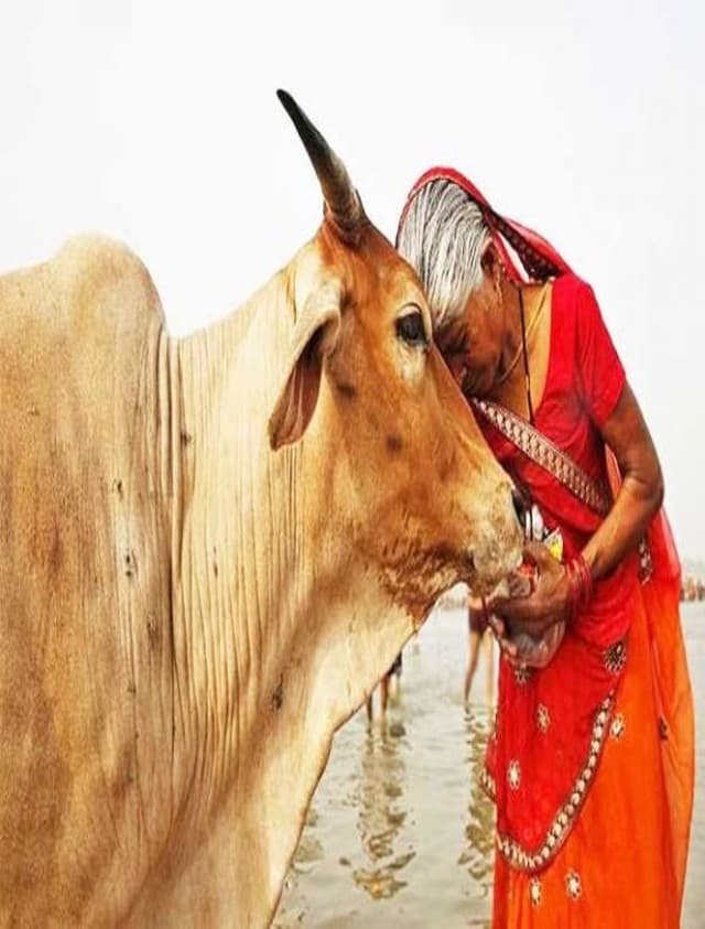शनि देव हों नाराज, तो रोज गाय को खिलाएं घर की ये रोटी…