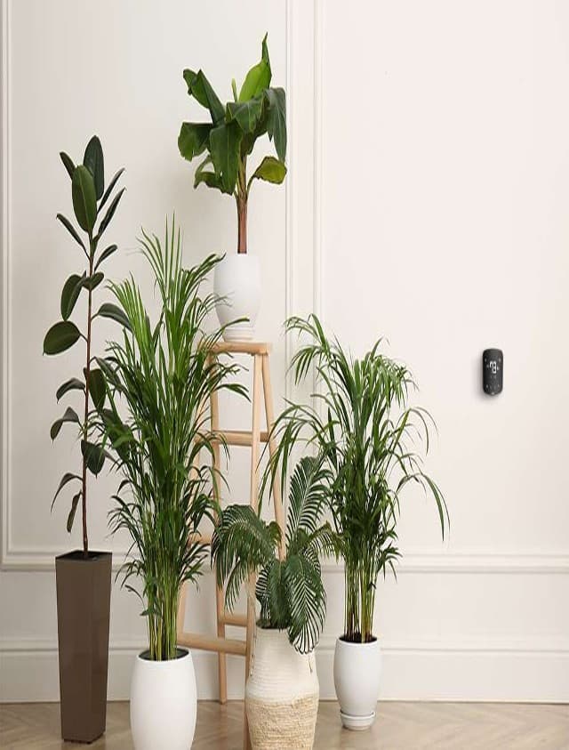 10 Best Plants For Air Purification: नासा के अनुसार ये 10 पौधे करते हैं हवा को साफ, जानें इनके नाम