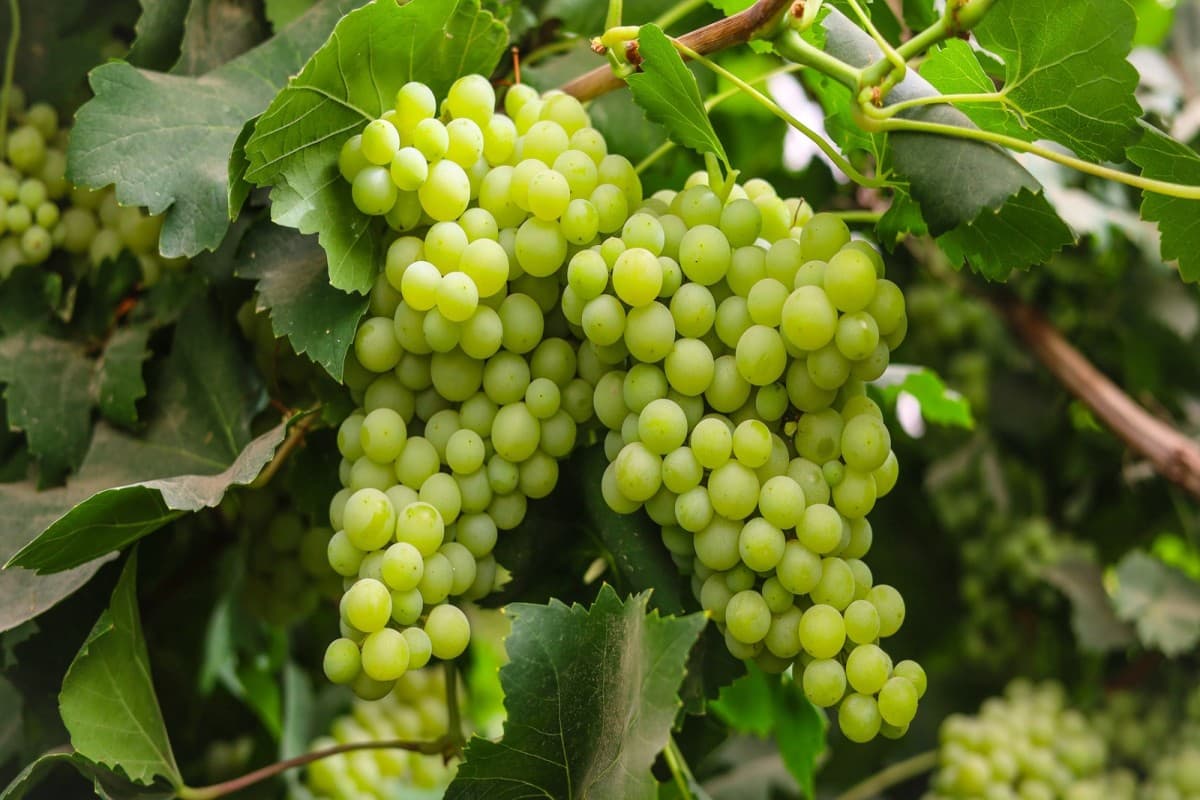 Health Benefits of Green Grapes: सेहत का खजाना है अंगूर, जानें खाने के फायदे