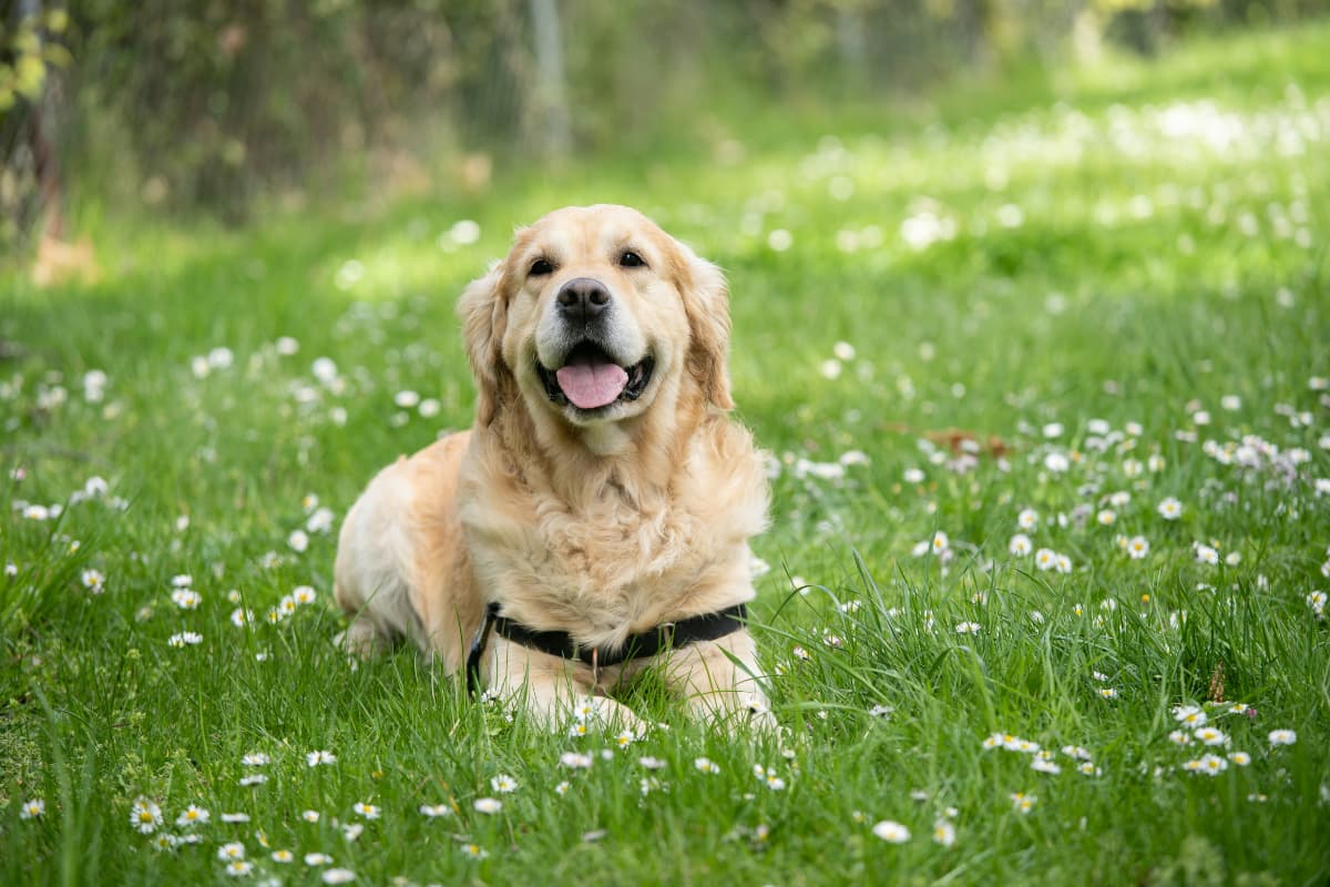 Dogs for Summer: समर सीजन में पालने के लिए ये हैं बेस्ट डॉग ब्रीड्स, देखें लिस्ट