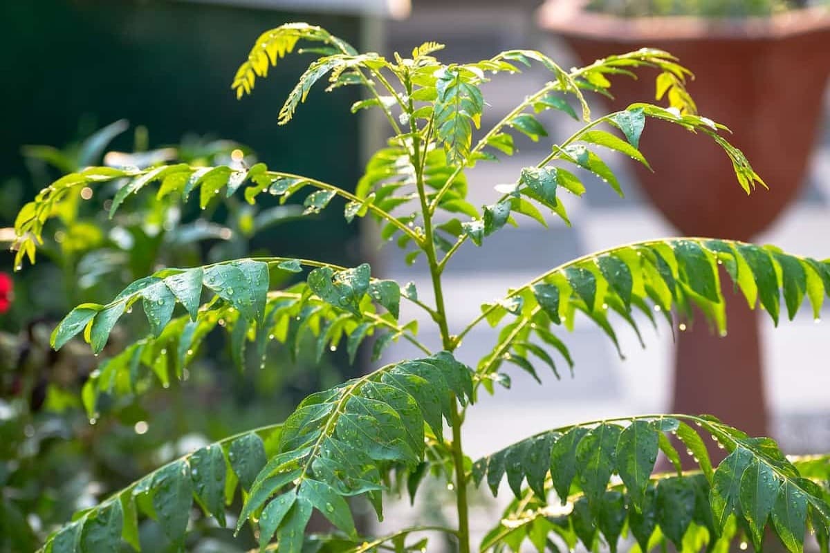 Curry Leaves: सिर्फ शुगर ही नहीं इन बीमारियों के लिए भी रामबाण से कम नहीं है करी पत्ता, जानें खाने के फायदे