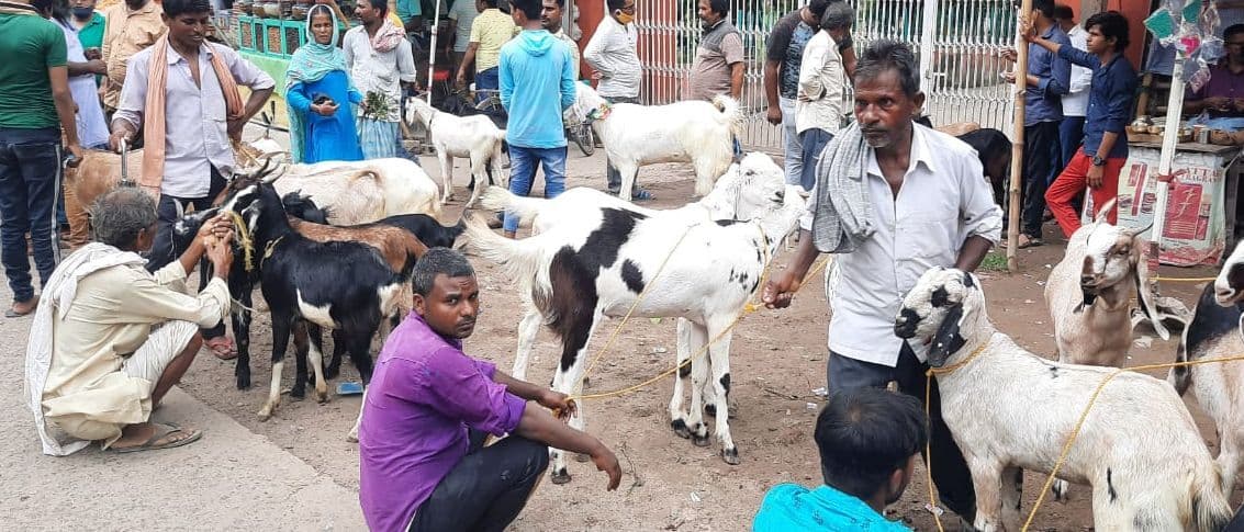 बकरीद से पहले झालवाड़ में सजी बकरे की मंडी, शाहरूख-लालू नाम वाले बकरों का क्रेज सबसे ज्यादा, ये है कीमत