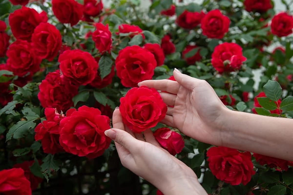 Vastu Tips For Placing Rose Plant: घर में गुलाब का पौधा लगाने के लिए वास्तु टिप्स