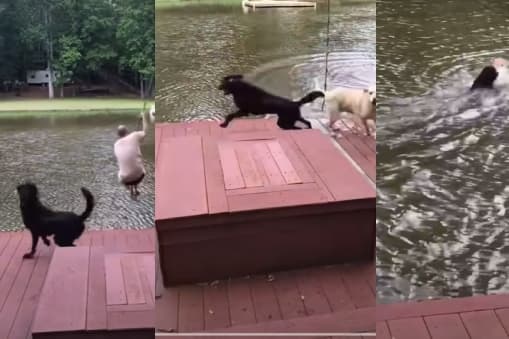 VIRAL VIDEO : जिसने देखा वो हुआ इमोशनल, हैरान करेगा मालिक के लिए कुत्ते का प्यार